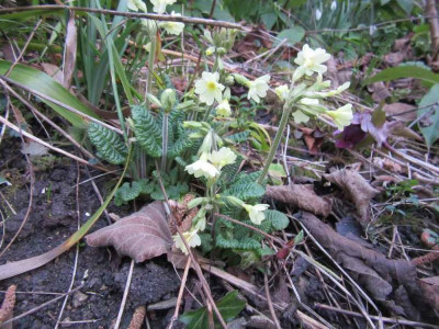 Primula elatior.jpg