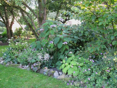 l06 Hydrangea aspera Macrophylla (Kopie).jpg