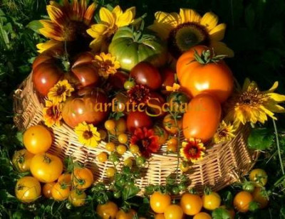 Tomaten0606a.JPG