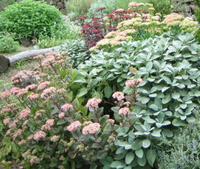 Sedum_20060903.jpg