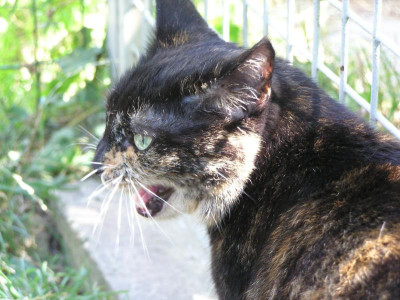Pipi.Gehege80.jpg