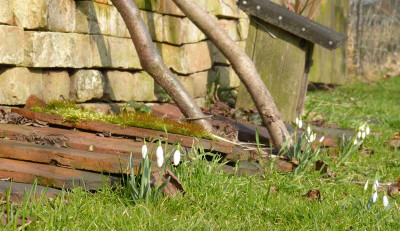 2016-02-28 Gartenimpressionen 1.jpg