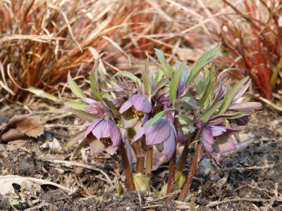 2016-02-28 Gartenimpressionen 2.jpg
