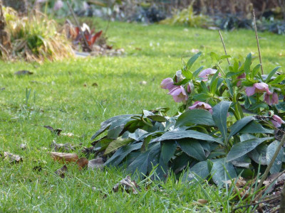 2016-02-28 Gartenimpressionen 3.jpg