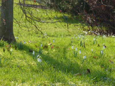 2016-02-28 Gartenimpressionen 4.jpg