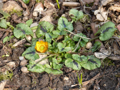 2016-02-28 Ranunculus ficaria 'Aurantiacus' 2.jpg