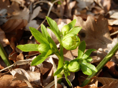 2016-02-28 Helleborus odorus.jpg