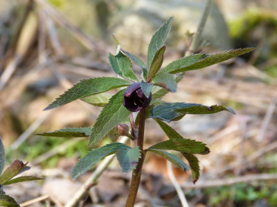 2016-02-28 Helleborus torquatus.jpg