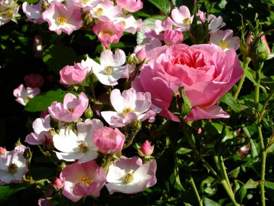 DSCF0293.JPG