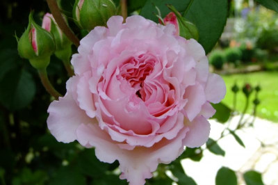 DSCF1753.JPG