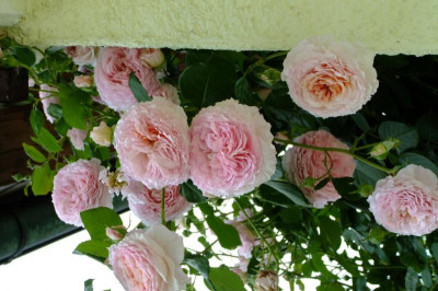 DSCF1781.JPG