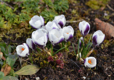 Crocus-PrinsClaus.16-1.jpg