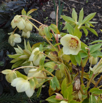 Helleborus-SuperYellow.16-2.jpg