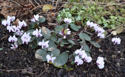 Cyclamen_coum-weiß.16-1.jpg