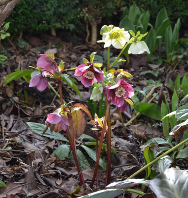 Helleborus-Sämlinge.16-1.jpg