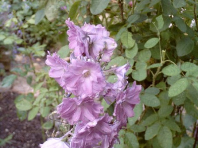 rosa_Rittersporn.jpg