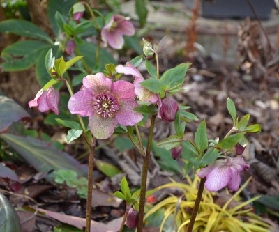 Helleborus-anemonenblütig.16-3.jpg