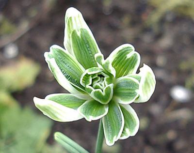 BluebTartIMGP4282.jpg
