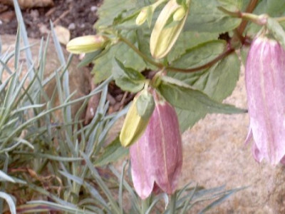 Rosa_gefullte_Glockenblume.jpg