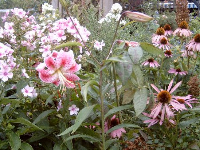 Rosa_Sonnenhut_mit_Lilie.jpg