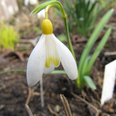 Gal. 'Frohnauer Gold' 160228.jpg