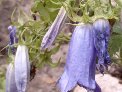 blaue_Glockenblume.jpg