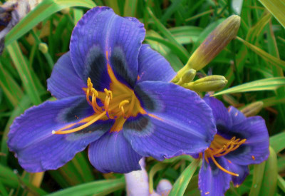 MBB blau.jpg
