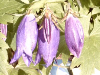 Blaue_Glockenblume_Sarastro.jpg