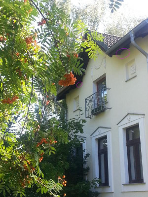 Mauersegler.Dachkasten.jpg