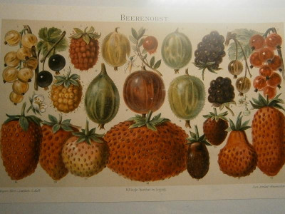 beerenobst historisch 003.JPG