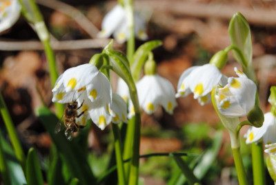 schneeglöckchen gross u klein 104.jpg