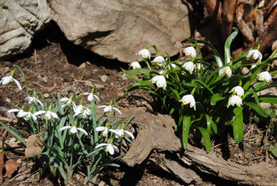 schneeglöckchen gross u klein 070.jpg