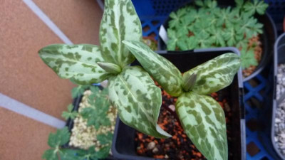 Trillium reliquum 29.2.2016.jpg