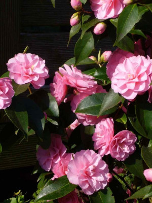 Camellia-Spring-Festival-2014-3.jpg