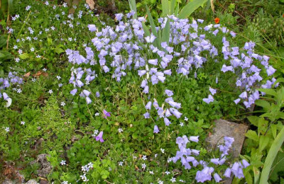 Gemischte_Campanulacea.jpg
