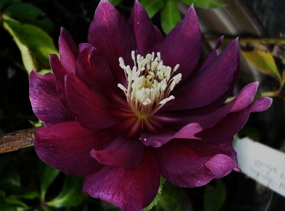 h.weinrot gefüllt.jpg