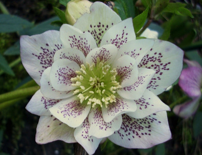 h. double white spotted.jpg