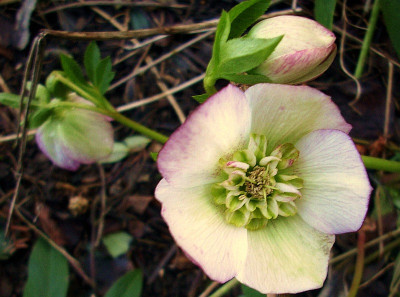 h. helle anemone.jpg