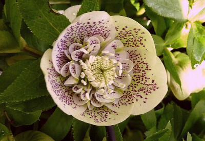 h.primrose rüsche.jpg