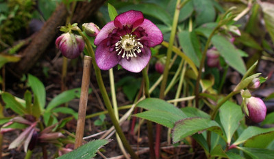h.rote anemone.jpg