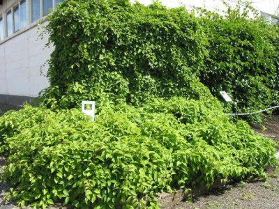 schisandra_chinensis.jpg