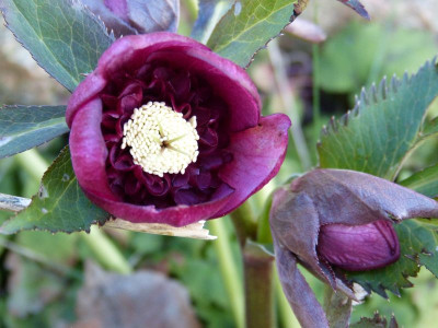 2016-02-24 Helleborus 12.jpg