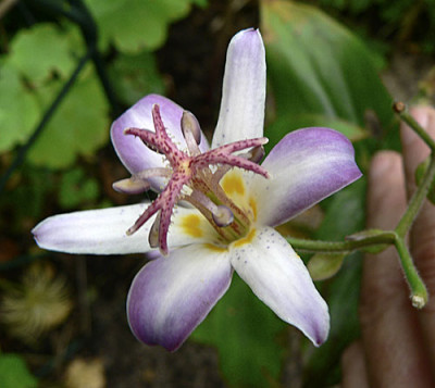 1tricyrtis.jpg