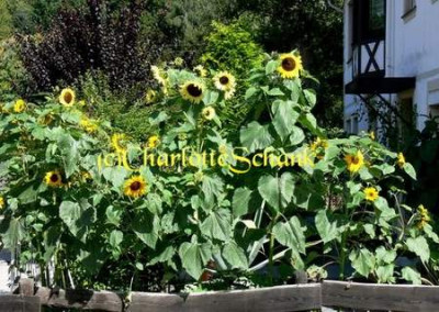 Sonnenblume_Vorgarten_0601a.JPG