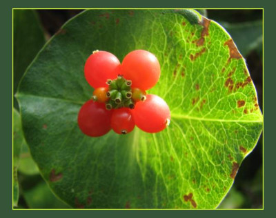 LONICERA_DO_0709_RII.jpg