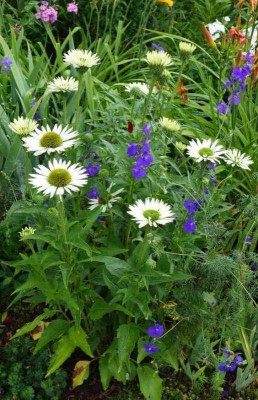 Echinacea-Virgin-14-3.jpg