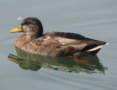 ENTE_DO_0709_III.jpg