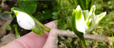 leucojum16-2.jpg