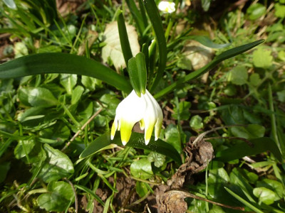 leucojum16-1.jpg