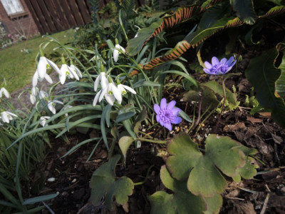 Garten1.JPG